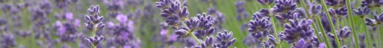 If we turn back the mists of time we begin to understand that lavender mist is produced at the same time as the production of essential oils.  A part of the distillation process, essential oils float to the top where they are removed, leaving behind a watery distillation.

We call this lavender mist. Typically this diluted essential oil is less than […] Read more…