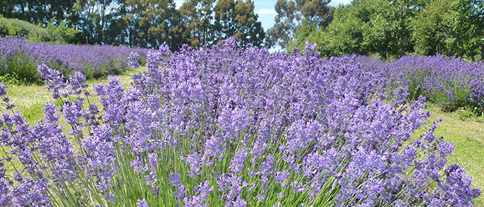 A few months in lavender time have passed since we last posted!



We had a busy summer with a fantastic crop of Grosso, the oil has great scent already. Our Pacific Blue was a little less prolific but that reflects the hard pruning we gave it last year. Again the scent is already maturing and taking on some great notes, probably […] Read more…