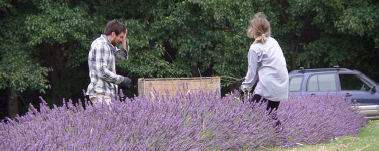 Weve got the crop in! Thanks to Matt and Kendall and a number of other helpers, both the Grosso and Pacific Blue are all harvested. We usually start harvesting after 10am when the sun has been on the flowers for a few hours. This draws the oil up the stalk into the flowerhead […] Read more…