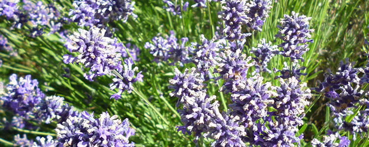 Autumn is the time we start pruning lavender. There’s a certain coolness in the air and by the end of the day the back knows it’s had a work out! […] Read more…