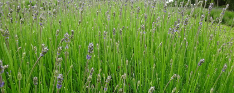 Its early summer, well supposed to be. So Grosso our most common lavender grown here is just starting to get that purple tinge.

 […] Read more…