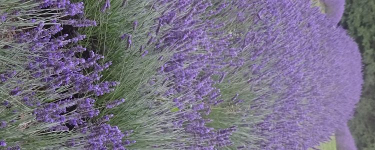 The weather turned over the last few weeks and higher temperatures really pumped up the oil in our Grosso.  The yield was fantastic and we are happily storing the new oil in amber bottles waiting for it to mature.



Charlotte and Keith are our distillation experts. We take the cut lavender to them and they turn the cut Grosso (the flower […] Read more…