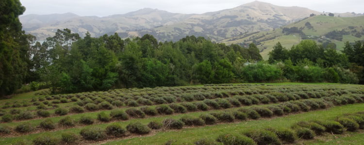 Autumn brings change and this months blog reflects that theme with haircuts (pruning), and free shipping top of mind.

The first light frost and snow on the volcanic peaks means winter is well on it’s way. We can relax a little bit knowing our lavender has been well pruned (haircuts), weeded and ready to face winter.

We prune our lavender as hard […] Read more…
