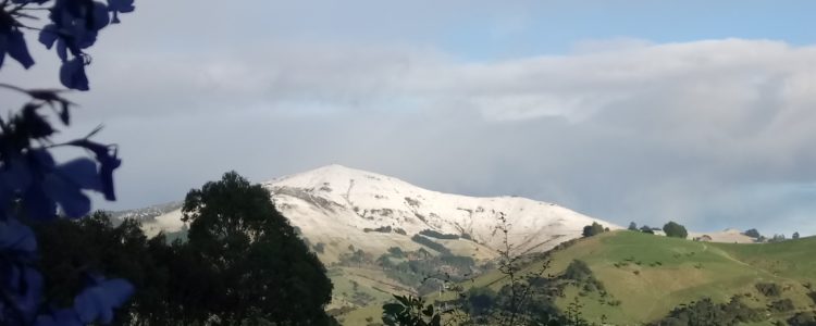 The first of the winters snows have settled on the volcanic peaks that surround our lavender fields and Akaroa harbour. Its a great time to leave the lavender for a while and focus on finishing the harvesting of figs and quince – that means time in the kitchen!   Wet winter days also allow us to reflect on some recent […] Read more…