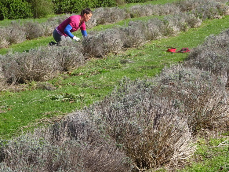 Spring has sprung in the lavender fields. The first signs of growth started around three weeks ago and the new growth is now rapidly taking hold.

Spring of course means the weeds are also starting to grow. Our mulched glass (see last months post) keeps some weeds away, but in light of our organic thinking, we hand weed our plants.

Donna joined […] Read more…