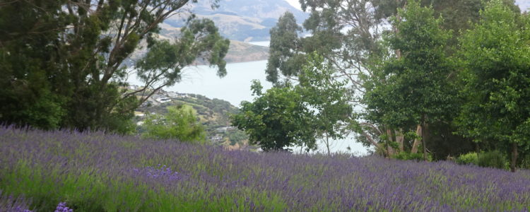 With the first of the winter chills already hitting it’s a good time to reflect on the lavender farm’s location – lavender by the sea.

One of the reasons we first chose this spot was the fantastic views down the length of Akaroa harbour. The aqua blue waters, and the view, stretch almost all the way the Akaroa Heads.

While we haven’t […] Read more…