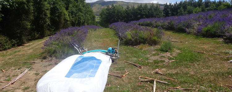 harvesting lavender