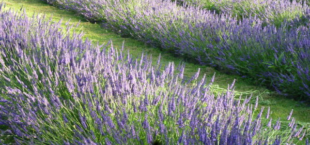 It’s just past the shortest day , so time to put away your mid winter blues and replace them with mid winter “purples” and the thoughts of a lavender summer.

We thought we’d celebrate with some famous and infamous quotes and stories about lavender to reflect on over winter….

“Forgiveness is the fragrance the violet sheds on the heel that has crushed […] Read more…