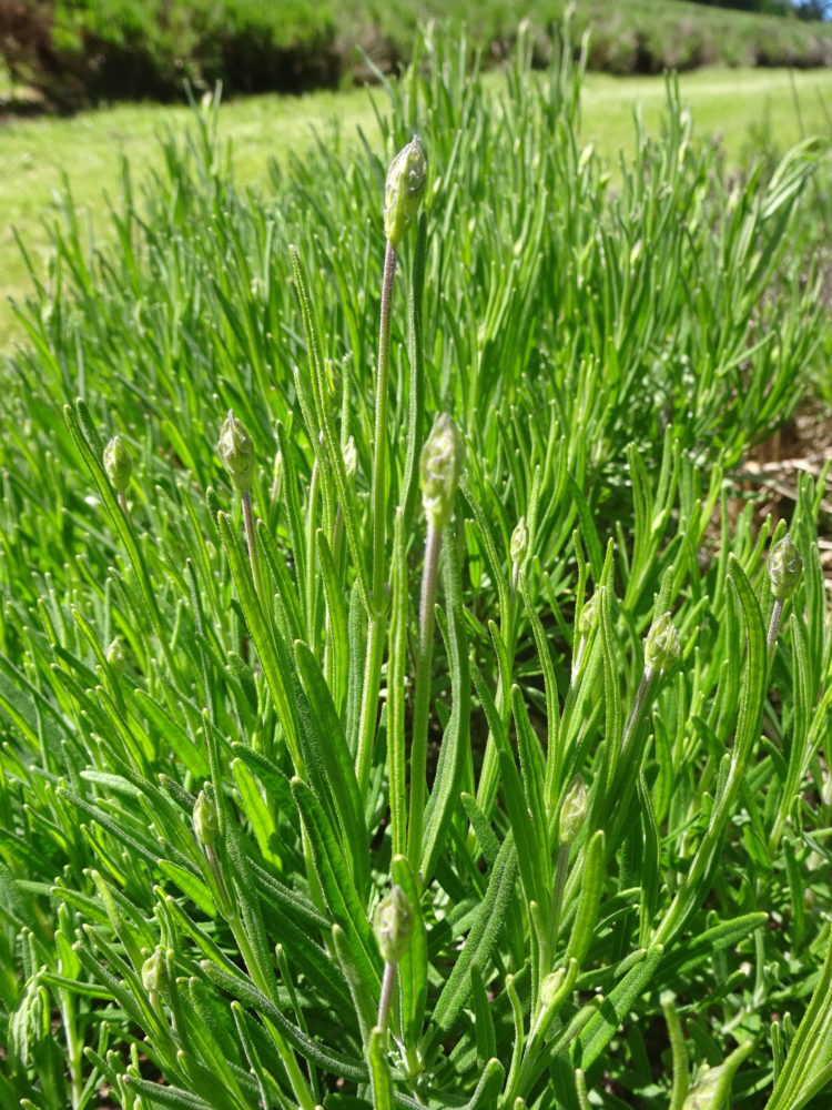 It’s true, Spring is slowly springing in the lavender fields.

As I write, the first flowers are opening on some ornamental lavender we have adjacent to the house.  Some of the stoechas (which originated from Europe) are well into bloom, with one variety covered in masses of long purple spikes.

Stoechas, while not producing the quality or quantity of our Pacific Blue […] Read more…