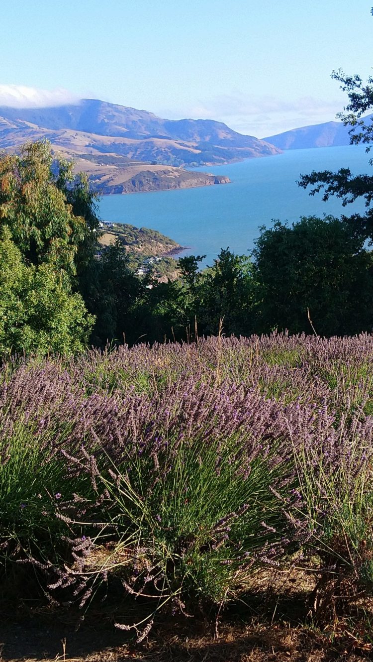 Morena

Winter’s grip is well and truly upon us with light snow falling on the lavender fields last week. The lavender is nicley pruned and awaits the first warmth of the coming Spring – although thats probably two months away.

Winter is a great time to soak in the memories of summer, the scent of our lavender and sensation of our lavender […] Read more…