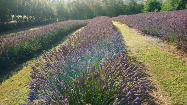 Morena

Winter’s grip is well and truly upon us with light snow falling on the lavender fields last week. The lavender is nicley pruned and awaits the first warmth of the coming Spring – although thats probably two months away.

Winter is a great time to soak in the memories of summer, the scent of our lavender and sensation of our lavender […] Read more…