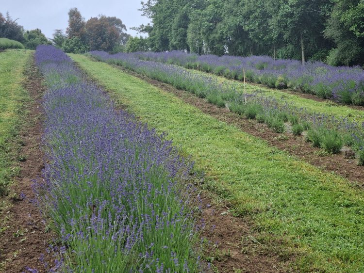 freshly weeded and tilled