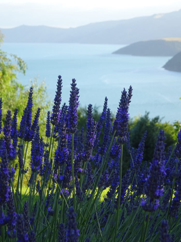 Akaroa harbour