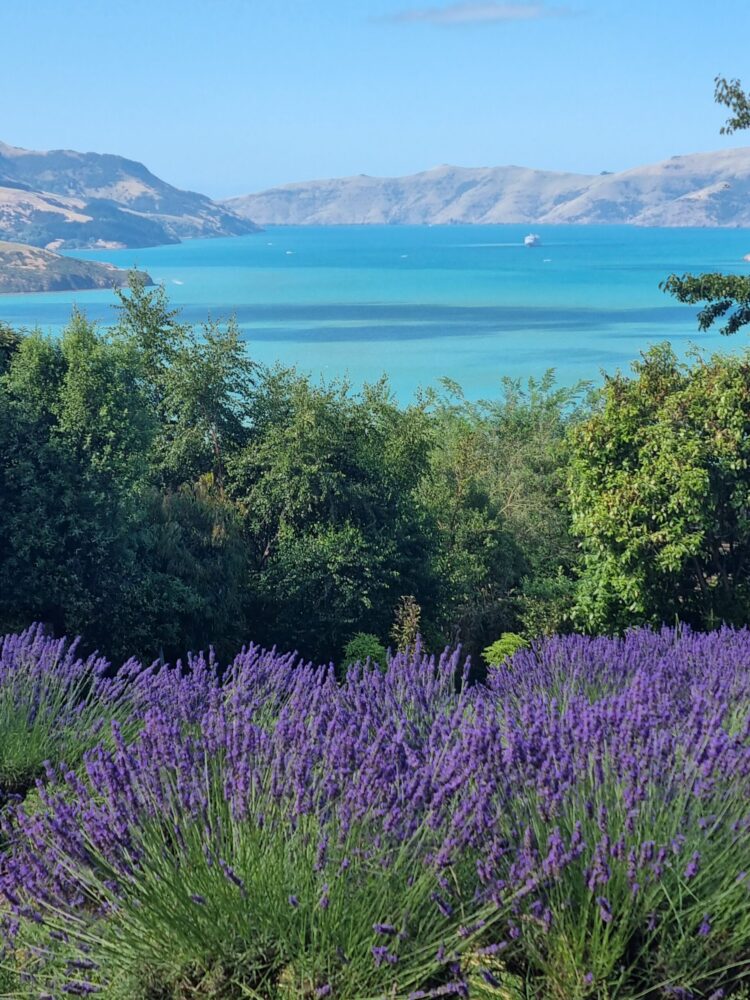 Morena
We wanted to share some of our favourite images from this year’s lavender crop.
Check them out on our facebook page



Pacific Blue and Grosso produced well this summer, with the quantity up across both varieties and the quality of Pacific Blue, in particular, outstanding.



Read more

As usual, in the rhythm of lavender growing, we are now moving to finish pruning and preparing […] Read more…